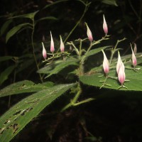 Barleria vestita T.Anderson